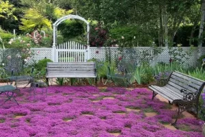 Como Cultivar Tomilho Serpenteante Selvagem Vermelho