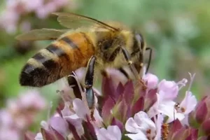 Quer mais abelhas no seu Jardim? Plante Tomilho Sepenteante Vermelho