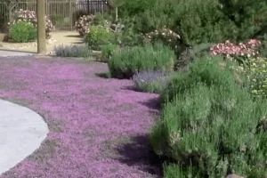 Solo Ideal e Clima Perfeito para o Cultivo do Tomilho Serpenteante Vermelho