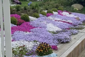 Tomilho Serpenteante Selvagem Vermelho: Dicas de Plantio e Cuidados Essenciais