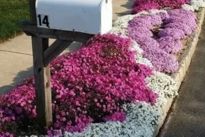 Passo a Passo para Cultivar Tomilho Serpenteante Vermelho em Vasos ou Jardins
