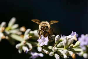 Tomilho Serpenteante Vermelho: Uma Planta que Atrai Abelhas e Outros Polinizadores