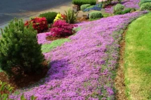 10 Ideias Criativas para Usar Tomilho Vermelho Rasteiro no Seu Jardim