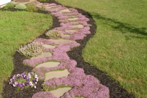 Por que o Tomilho Serpenteante Selvagem é Tendência no Paisagismo Natural.