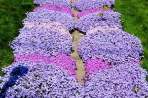 Tomilho Serpenteante Vermelho: A Cobertura Perfeita para Jardins Sustentáveis