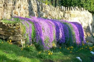 Tomilho Serpenteante no Paisagismo: Cor, Aroma e Funcionalidade em Um Só Lugar