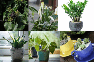 7 Plantas Sem Erro para Alegrar Seu Apartamento